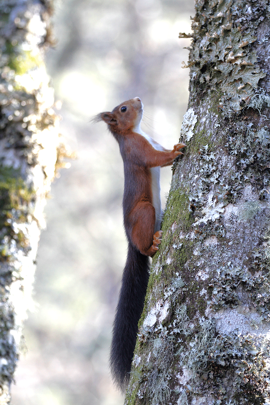 Imagen de una ardilla