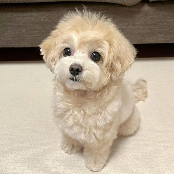 Imagen de una perrita